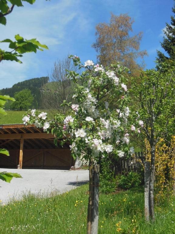 Haus Schoenleiten Wagrain Dış mekan fotoğraf